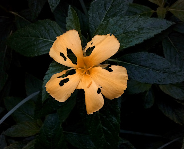 [A close view of one yellow flower which has parts of all five petals missing. Most of the missing parts are elongated holes in the middle of the petals. One petal does have an outer hunk missing. I would guess insects had been eating the petals.]